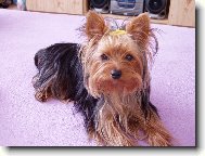 Jorkrsk terier, Yorkshire Terrier,