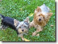 Jorkrsk terier, Yorkshire Terrier,