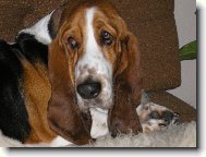 Basset Hound