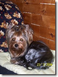 Jorkrsk terier, Yorkshire Terrier,