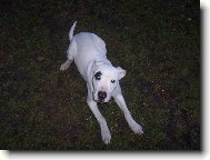 Dogo Argentino