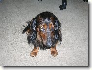 Dachshund