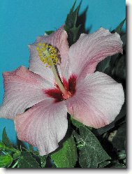 Hibiscus rosa-sinensis