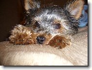 Jorkrsk terier, Yorkshire Terrier,