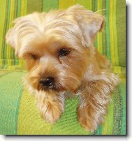 Jorkrsk terier, Yorkshire Terrier,