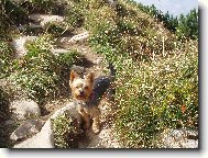 Jorkrsk terier, Yorkshire Terrier,