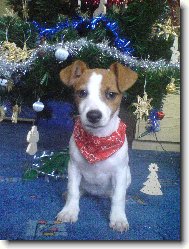 Jack Russell Terrier