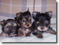 Jorkrsk terier, Yorkshire Terrier,