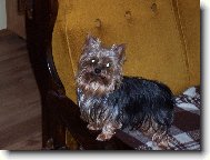 Jorkrsk terier, Yorkshire Terrier,