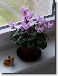 Cyclamen