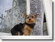 Jorkrsk terier, Yorkshire Terrier,