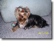 Jorkrsk terier, Yorkshire Terrier,