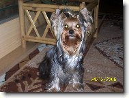 Jorkrsk terier, Yorkshire Terrier,