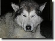 Alaskan malamute \\\\\\\\\\\\\\\\\\\\\(Dog standard\\\\\\\\\\\\\\\\\\\\\)