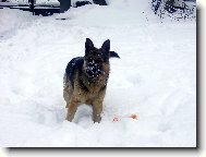 German Shepherd Dog