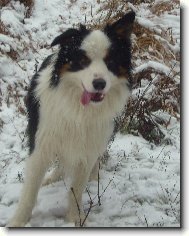 Border Collie