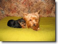 Jorkrsk terier, Yorkshire Terrier,