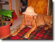 Dogue de Bordeaux