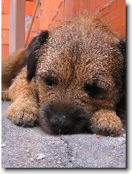 Border Terrier