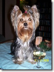 Jorkrsk terier, Yorkshire Terrier,