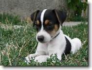 Jack Russell Terrier