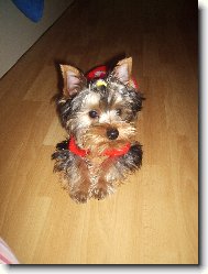 Jorkrsk terier, Yorkshire Terrier,