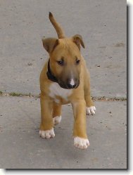 Bull Terrier