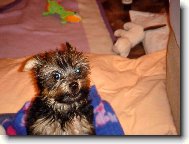 Jorkrsk terier, Yorkshire Terrier,