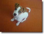 Jack russell terrier \\\\\(Dog standard\\\\\)