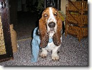 Basset Hound