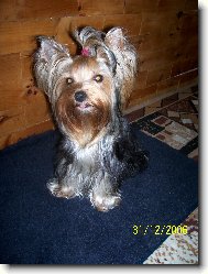 Jorkrsk terier, Yorkshire Terrier,