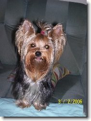 Jorkrsk terier, Yorkshire Terrier,