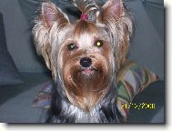 Jorkrsk terier, Yorkshire Terrier,