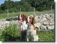 Irish red and white setter \(Dog standard\)