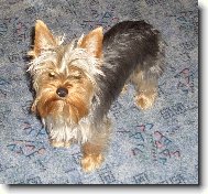 Jorkrsk terier, Yorkshire Terrier,