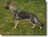 German Shepherd Dog