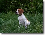 Irish red and white setter \(Dog standard\)