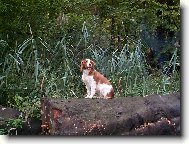 Welsh Springer Spaniel