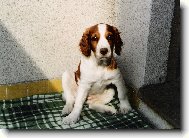 Welsh Springer Spaniel