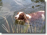 Welsh Springer Spaniel