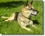 German Shepherd Dog