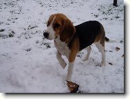 Beagle