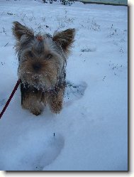 Jorkrsk terier, Yorkshire Terrier,