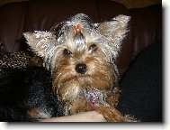 Jorkrsk terier, Yorkshire Terrier,