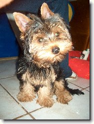 Jorkrsk terier, Yorkshire Terrier,