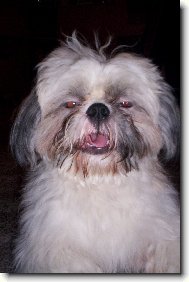 Shih-Tzu