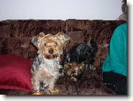 Jorkrsk terier, Yorkshire Terrier,