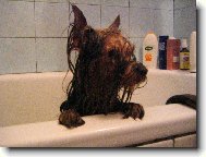 Jorkrsk terier, Yorkshire Terrier,