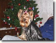 Jorkrsk terier, Yorkshire Terrier,