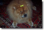 Chow Chow